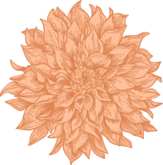 Stylized illustration of a dahlia rendered in an engraving-inspired technique, featuring layered petals and textured line work in warm peach-orange tones. © Lisla