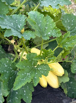 Zucchini growing on a plant in a home garden. Photo from a photo bank.