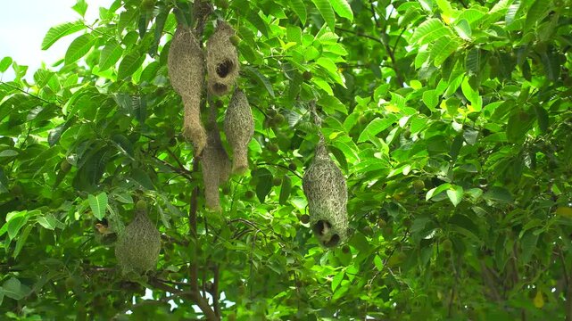 Weaver Bird Nest Hanging Among Green Leaves