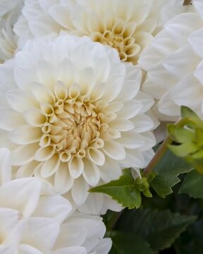 white chrysanthemum flowers