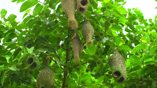 Hanging Weaver Bird Nest Among Green Tree Foliage. 