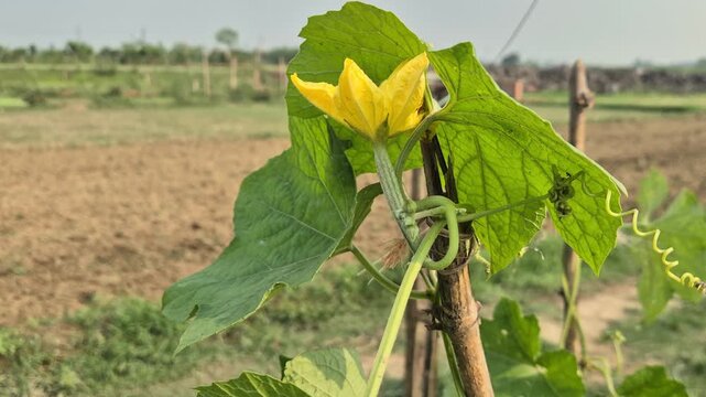 Yellow Snake Gourd Flower Blooming on Bamboo Stake Support Video