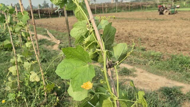 Young Green Snake Gourd with Yellow Flower Growing on Bamboo Stake Video