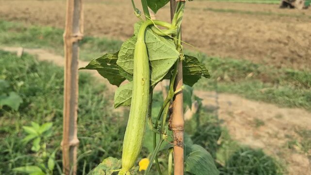 Young Green Snake Gourd Growing on Bamboo Stake Support Video