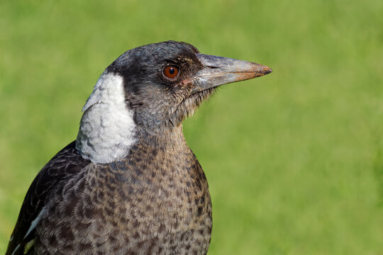 Close-up portrait of an Australian magpie (Gymnorhina tibicen), South Australia
