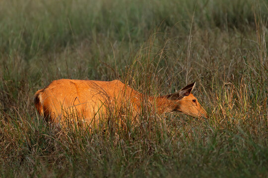 A female Barasingha or swamp deer (Rucervus duvaucelii) standing in tall grass, Kanha National Park, India