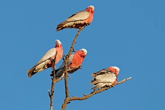 A flock of galah cockatoos (Cacatua roseicapilla) perched in a tree, South Australia