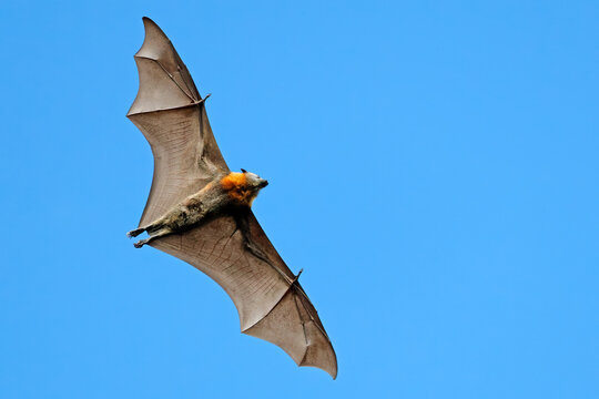 A grey-headed flying fox (Pteropus poliocephalus) in flight with open wings, South Australia