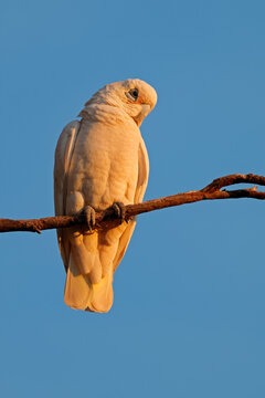 A little corella (Cacatua sanguinea) perched in a tree in early morning light, South Australia