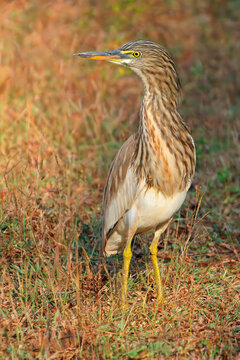 An Indian pond heron or paddybird (Ardeola grayii) in natural habitat, Kanha National Park, India