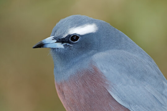 Portrait of a white-browed woodswallow (Artamus superciliosus), South Australia