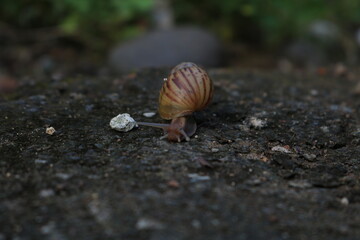 snail on a stone © Husni 