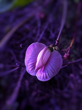 Close up macro view of a vibrant purple centrosema butterfly pea flower in full bloom with a dark purple blurred bokeh background for nature design