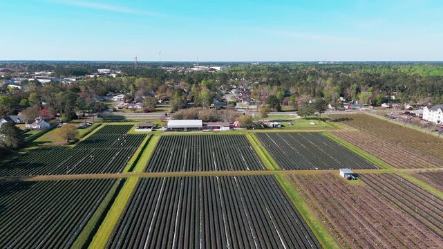Aerial view of Lewis Strawberry Nursery and Farm with rows of crops and surrounding rural landscape in Wilmington, North Carolina, United States.