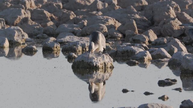 a black-headed heron sitting on a rock and hunting beside okaukuejo waterhole at etosha national park in namibia, africa