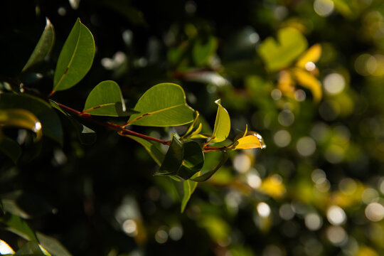 close up of leaves growing out of a lilly pilly hedge