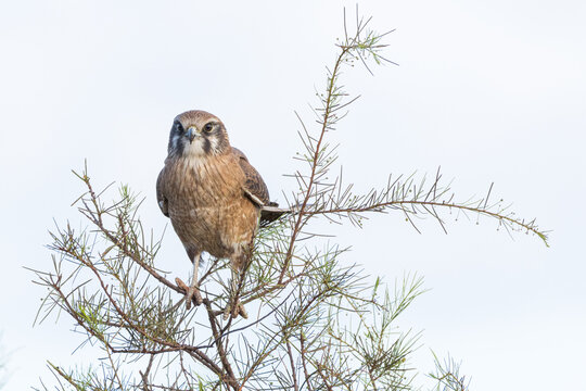 Brown Falcon perched on a native bush in the Pilbara, Western Australia