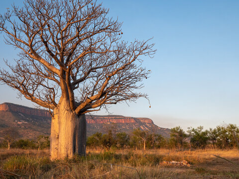 A boab tree and the Cockburn Ranges at sunset
