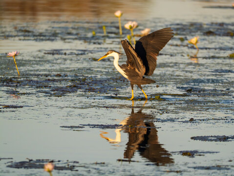 White-necked heron spreading wings among water lilies in wetland