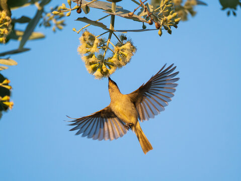 A brown honeyeater searching for nectar from a flowering gum tree