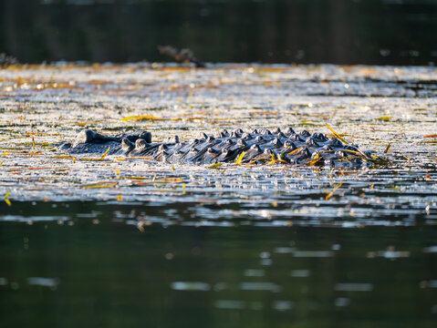 Saltwater Crocodile in the Lower Ord River, Western Australia