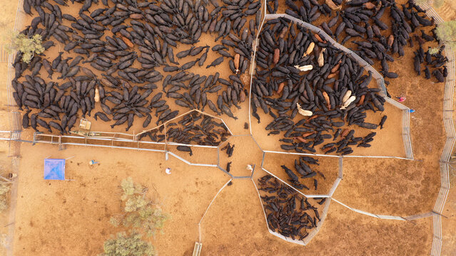 Aerial view of Angus cattle in the yards