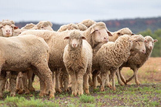 Mixed age merino rams, wethers and weaners