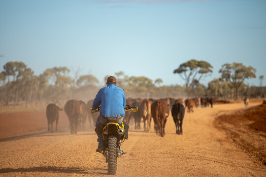 Man on a bike following cattle walking down a dirt road
