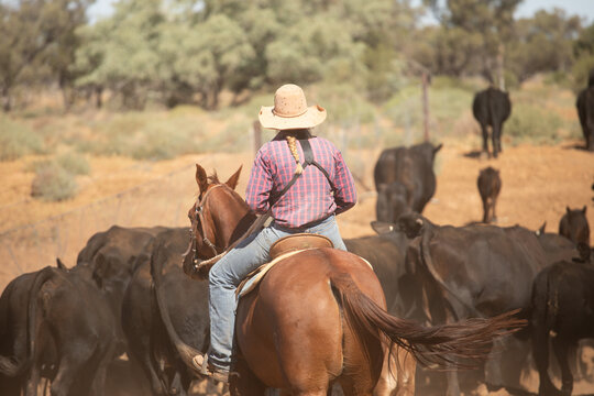Woman riding a stockhorse along behind Angus cattle