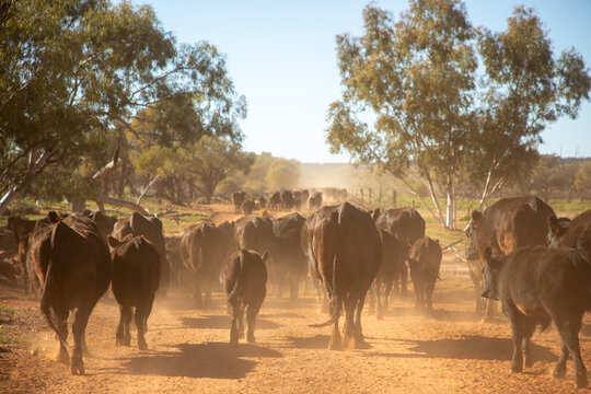 Angus cows and calves walking along a fence, stirring up dust
