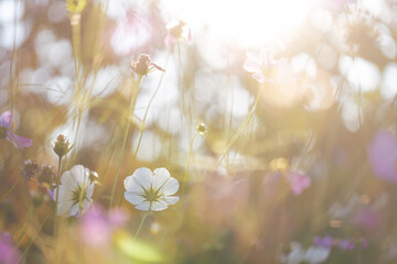 Naklejka premium Summer vibes background. Beautiful summer bokeh background—flowers, blooming in a garden in warm sunlight, shallow depth of field.