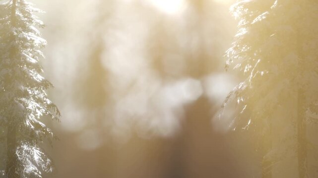 Trees covered in snow stand in a forest during winter. Soft light filters through the branches, creating a blurred effect. The scene captures the essence of a cold day in nature.