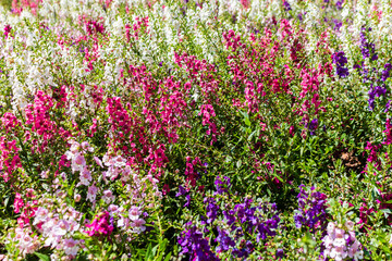 Fototapeta premium Colorful Angelonia also commonly known as summer snapdragon
