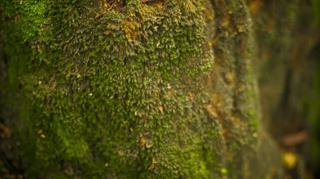 Dark green and light yellow moss grows on the wall
