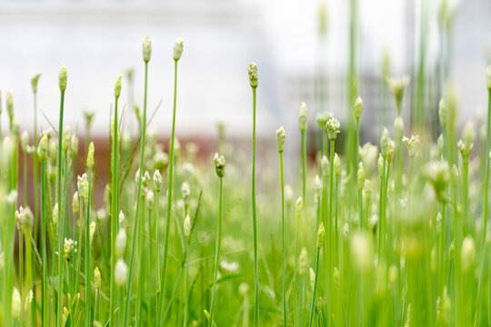 Close-up of tall garlic chives stems with round flower buds