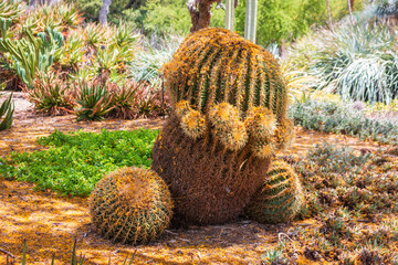  golden barrel cactus (Echinocactus grusonii) in the garden © jun