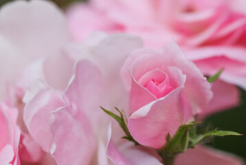 Fototapeta premium Pink rose bud opening in a garden, symbolizing growth, new beginnings, tenderness, and natural beauty