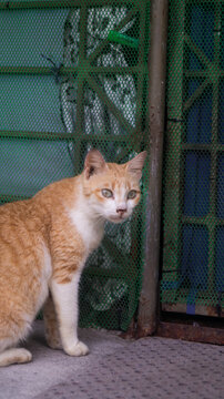 A photograph of an orange cat waiting in front of the door and suddenly caught something with its hearing. Taken from Las Pinas, NCR, Philippines.