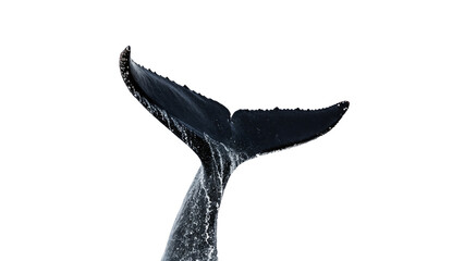 Dark whale tail fluke diving into water isolated on transparent background © Olga