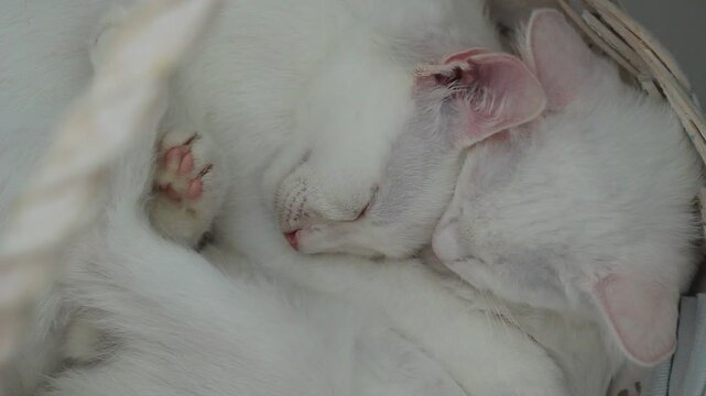 Kittens relax on white background