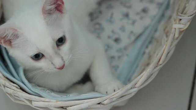 Kitten playing on white background, cute cat