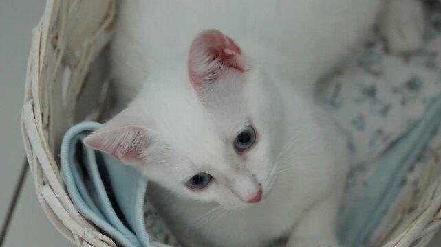 Kitten on white background, cute animal