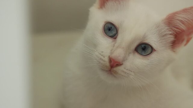 Kitten on white background, cute cat