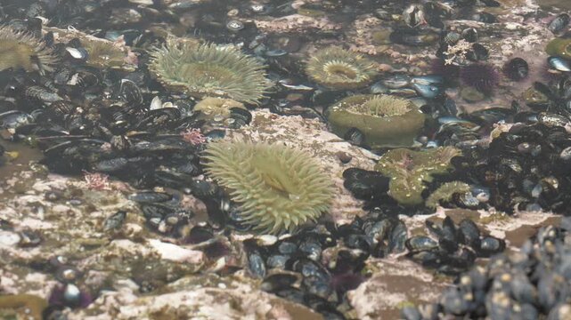 close up of a sea anemone in tide pool 