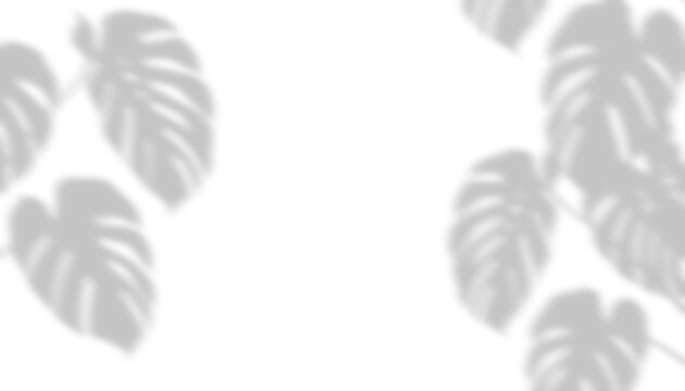 Tropical monstera leaf drop shadow overlay isolated on transparent background for product display