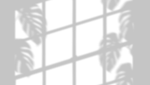 Window frame and monstera leaf shadow overlay isolated on transparent background for mockup