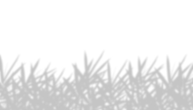 Natural wild meadow grass silhouette shadow overlay isolated on transparent background for product