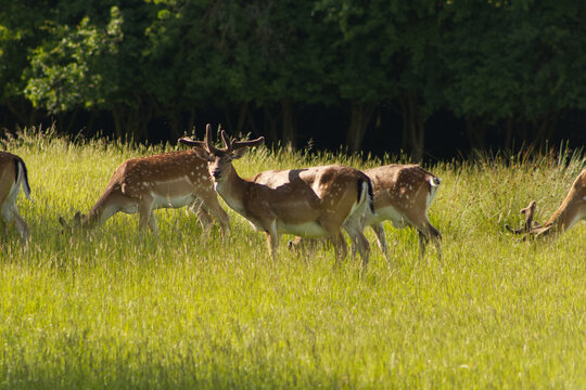 Herd of fallow deer grazing in a sunny grassy field near the forest edg
