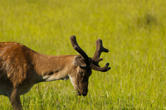 Close-up profile of a fallow deer buck with velvet antlers grazing in a vibrant green meado