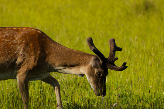 Close-up profile of a fallow deer buck with velvet antlers grazing in a vibrant green meado